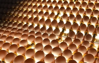 Yumurta Üreticileri Arap Pazarına Yöneldi