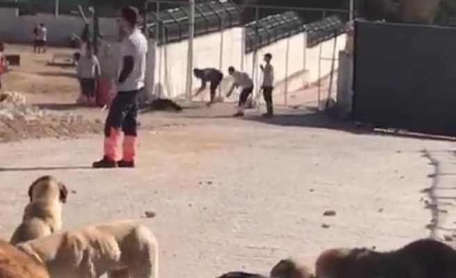 Barınaktaki köpekleri kürekle öldürdüler